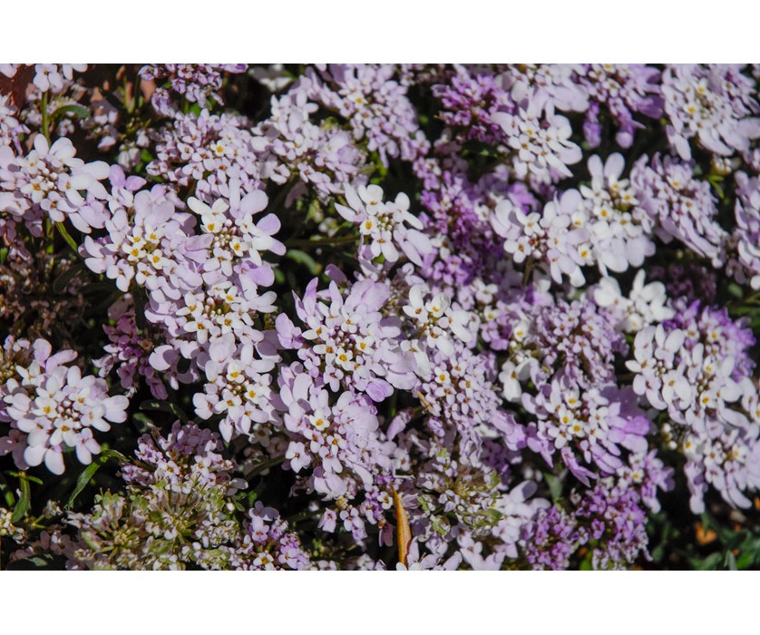 Dwarf Candytuft